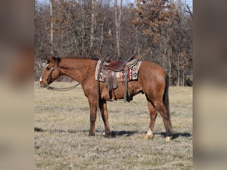 American Quarter Horse Wallach 11 Jahre 147 cm Falbe in Charleston