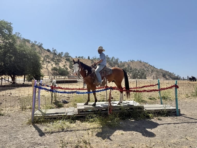 American Quarter Horse Wallach 11 Jahre 147 cm Overo-alle-Farben in Paicines CA