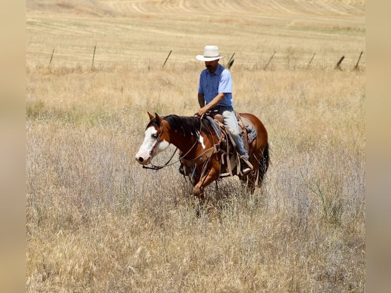 American Quarter Horse Wallach 11 Jahre 147 cm Overo-alle-Farben in Paicines CA