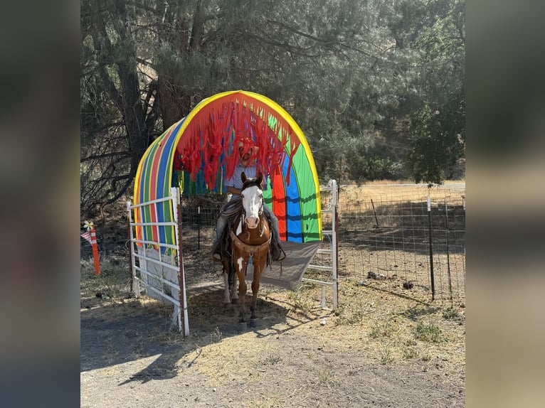 American Quarter Horse Wallach 11 Jahre 147 cm Overo-alle-Farben in Paicines CA