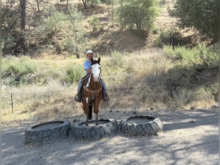 American Quarter Horse Wallach 11 Jahre 147 cm Overo-alle-Farben in Paicines CA