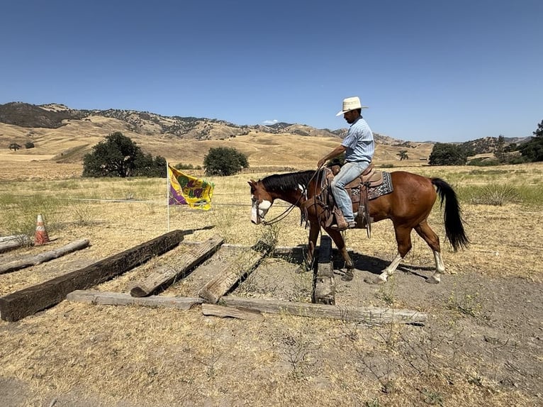 American Quarter Horse Wallach 11 Jahre 147 cm Overo-alle-Farben in Paicines CA
