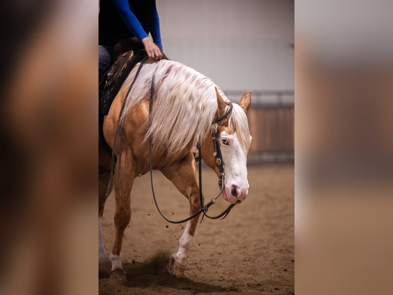 American Quarter Horse Wallach 11 Jahre 147 cm Palomino in Canistota