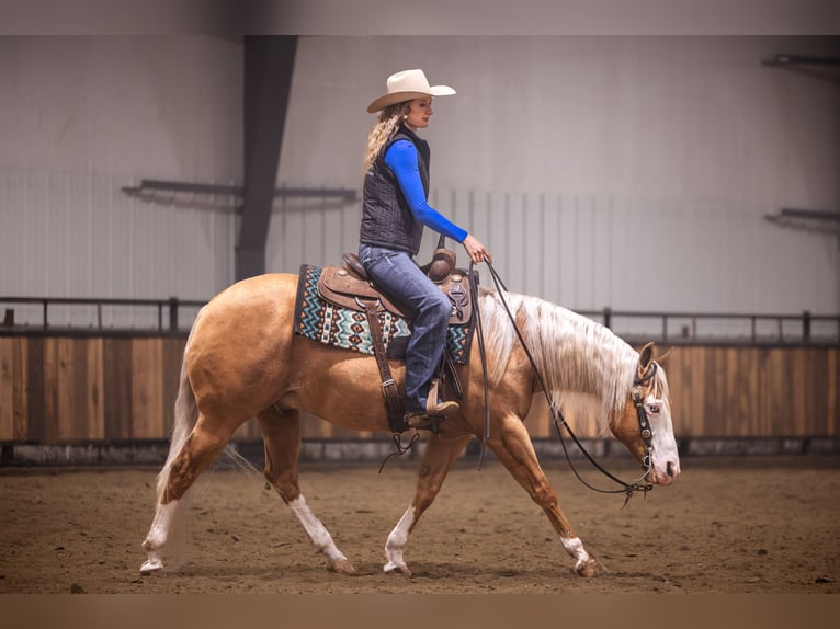 American Quarter Horse Wallach 11 Jahre 147 cm Palomino in Canistota