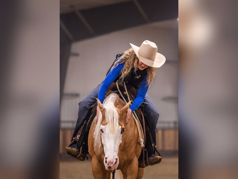 American Quarter Horse Wallach 11 Jahre 147 cm Palomino in Canistota
