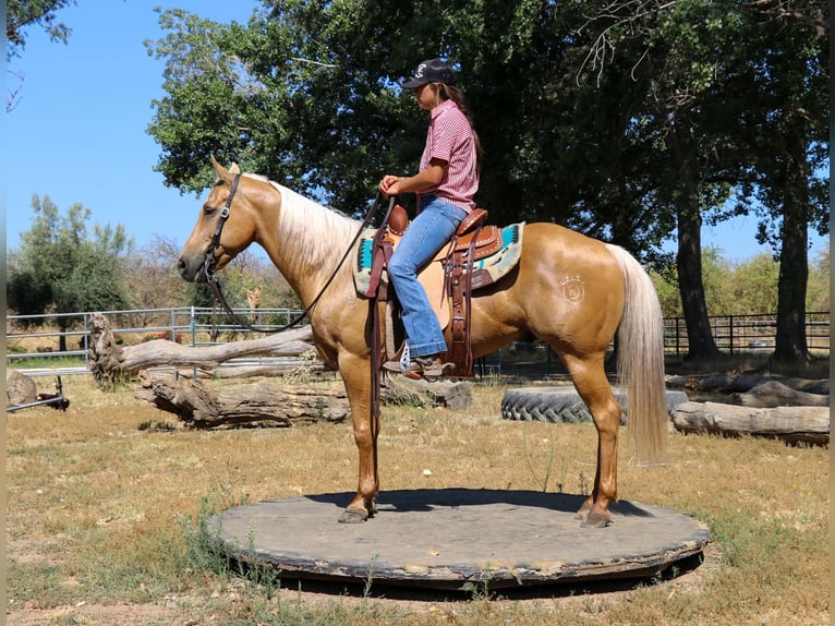American Quarter Horse Wallach 11 Jahre 147 cm Palomino in Pleasant Grove, CA