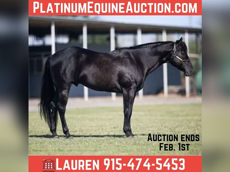 American Quarter Horse Wallach 11 Jahre 147 cm Rappe in El Paso TX