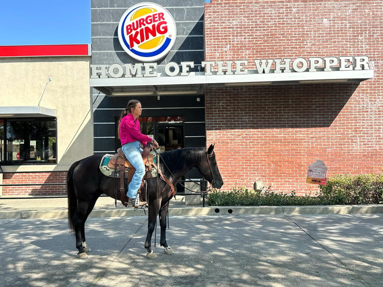 American Quarter Horse Wallach 11 Jahre 147 cm Rappe in Pleasant Grove CA