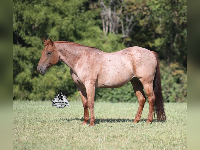 American Quarter Horse Wallach 11 Jahre 147 cm Roan-Red in Mount Vernon
