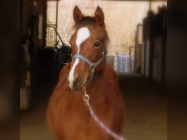 American Quarter Horse Wallach 11 Jahre 147 cm Rotbrauner in Stephenville TX