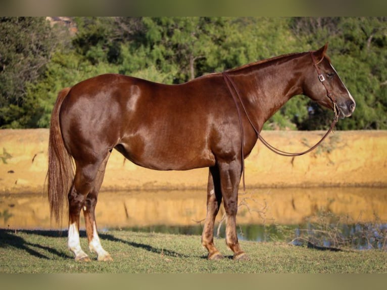 American Quarter Horse Wallach 11 Jahre 147 cm Rotfuchs in Cleburne TX