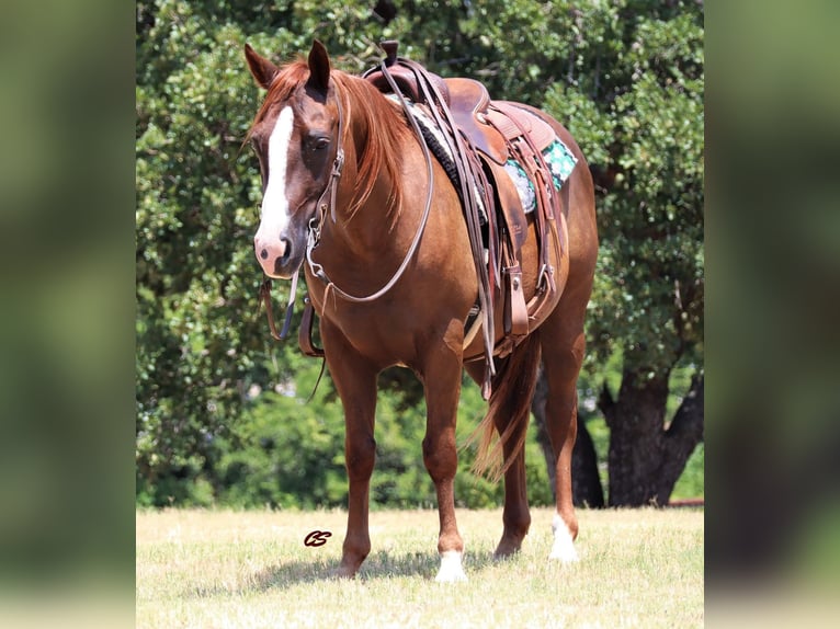 American Quarter Horse Wallach 11 Jahre 147 cm Rotfuchs in Graham TX