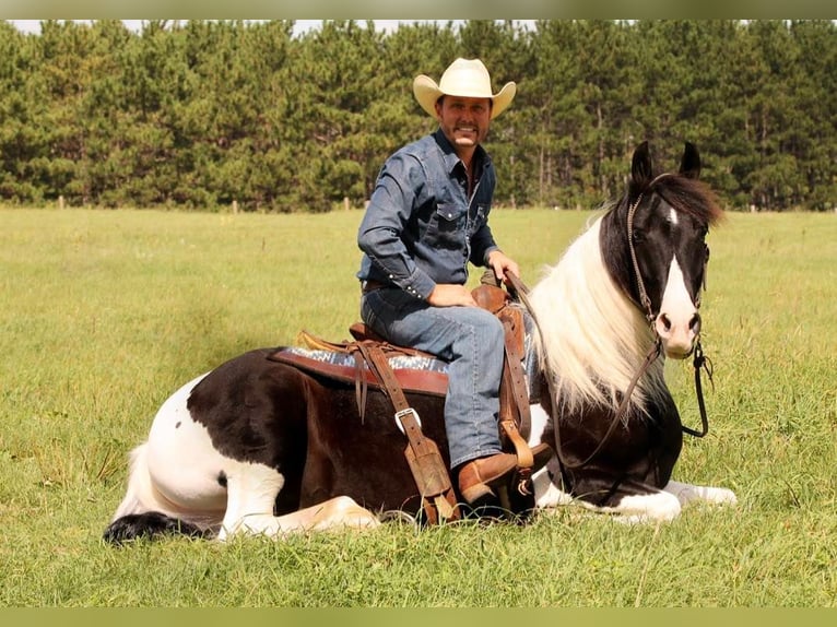 American Quarter Horse Wallach 11 Jahre 147 cm Tobiano-alle-Farben in Hugo MN