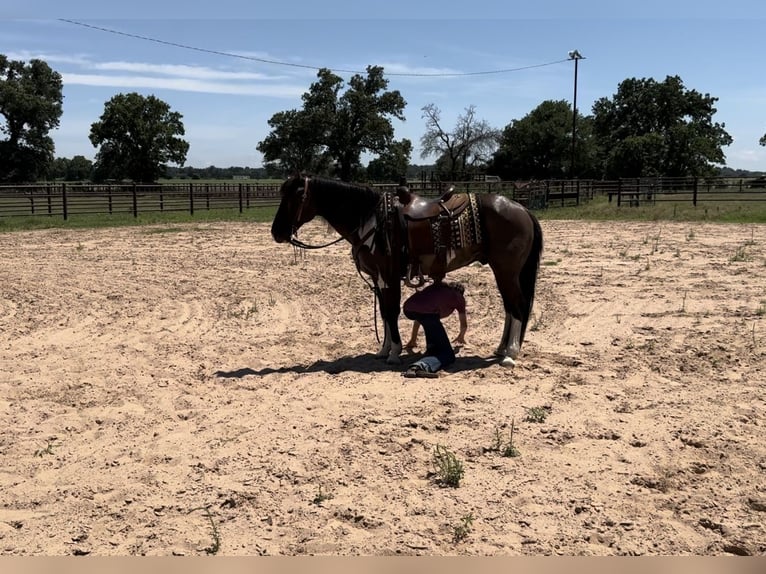 American Quarter Horse Wallach 11 Jahre 147 cm Tobiano-alle-Farben in Lipan, TX