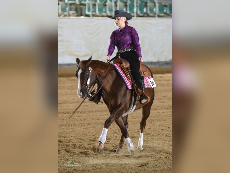 American Quarter Horse Wallach 11 Jahre 149 cm Dunkelfuchs in Otterfing