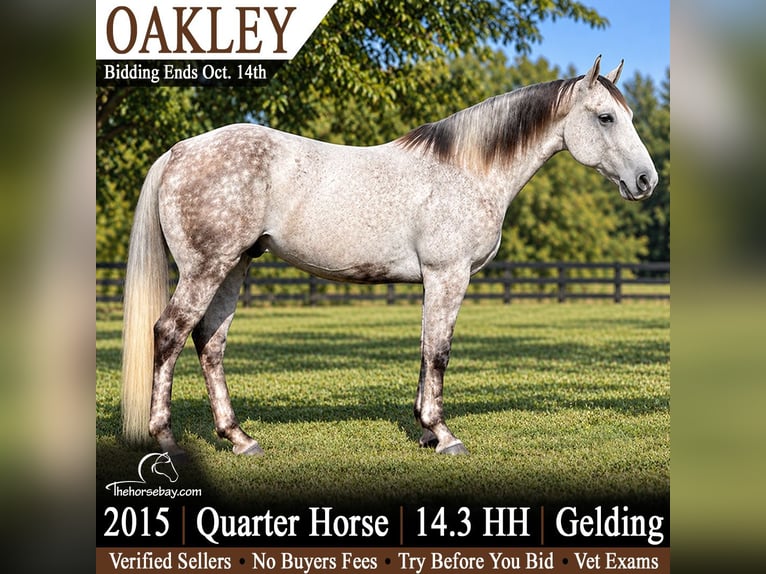 American Quarter Horse Wallach 11 Jahre 150 cm Apfelschimmel in Lisbon, IA