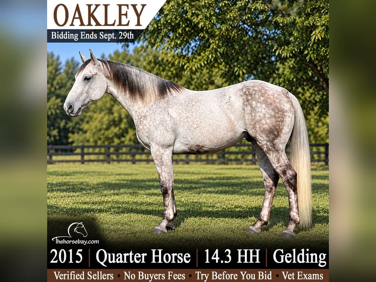 American Quarter Horse Wallach 11 Jahre 150 cm Apfelschimmel in Lisbon, IA