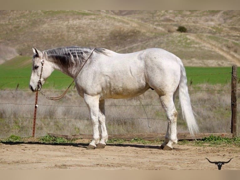 American Quarter Horse Wallach 11 Jahre 150 cm Apfelschimmel in Paicines CA