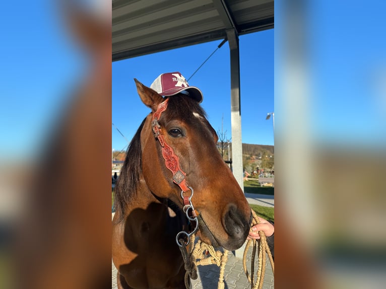 American Quarter Horse Wallach 11 Jahre 150 cm Brauner in Ilfeld