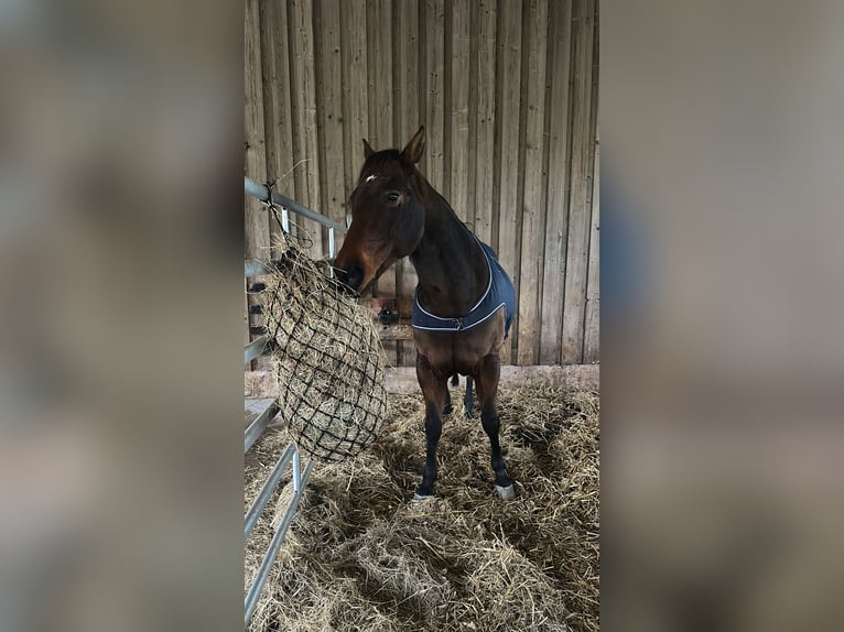 American Quarter Horse Wallach 11 Jahre 150 cm Brauner in Ilfeld