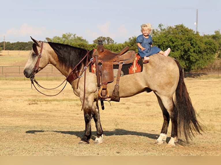 American Quarter Horse Wallach 11 Jahre 150 cm Buckskin in Cleburne TX