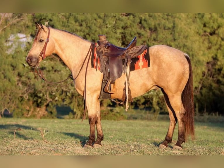 American Quarter Horse Wallach 11 Jahre 150 cm Buckskin in Joshua, TX