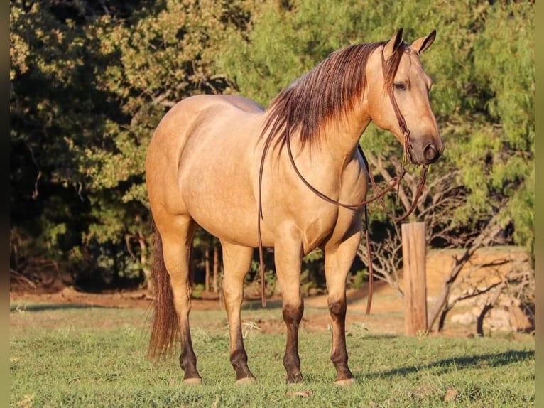 American Quarter Horse Wallach 11 Jahre 150 cm Buckskin in Joshua, TX