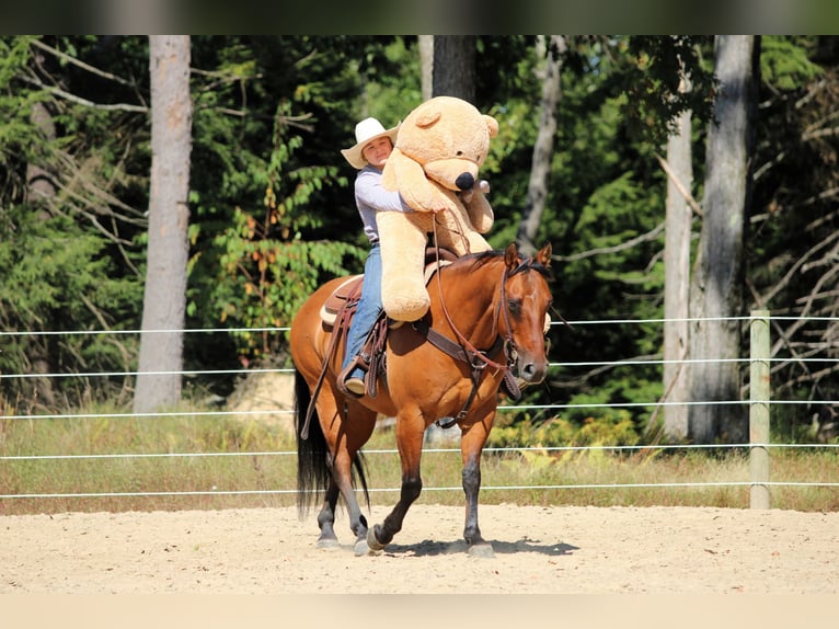 American Quarter Horse Wallach 11 Jahre 150 cm Buckskin in Clarion