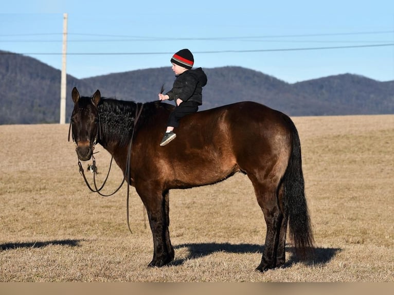 American Quarter Horse Wallach 11 Jahre 150 cm Buckskin in Rebersburg, PA