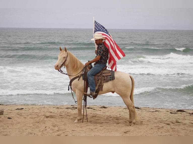 American Quarter Horse Wallach 11 Jahre 150 cm Cremello in Paicines CA