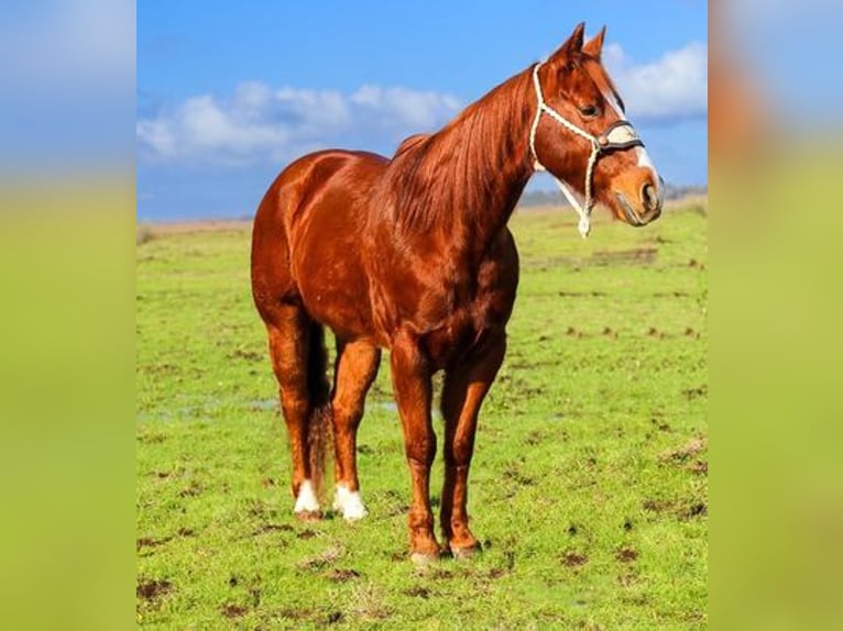 American Quarter Horse Wallach 11 Jahre 150 cm Dunkelfuchs in Pleasant Grove, CA