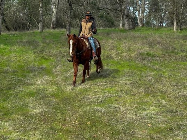 American Quarter Horse Wallach 11 Jahre 150 cm Dunkelfuchs in Pleasant Grove, CA