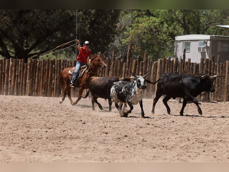 American Quarter Horse Wallach 11 Jahre 150 cm Dunkelfuchs in Cottonwood AZ