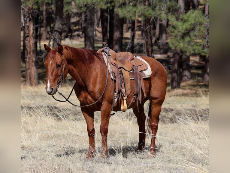 American Quarter Horse Wallach 11 Jahre 150 cm Dunkelfuchs in Cottonwood AZ