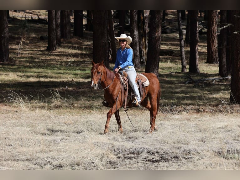 American Quarter Horse Wallach 11 Jahre 150 cm Dunkelfuchs in Cottonwood AZ