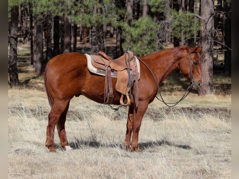 American Quarter Horse Wallach 11 Jahre 150 cm Dunkelfuchs in Cottonwood AZ