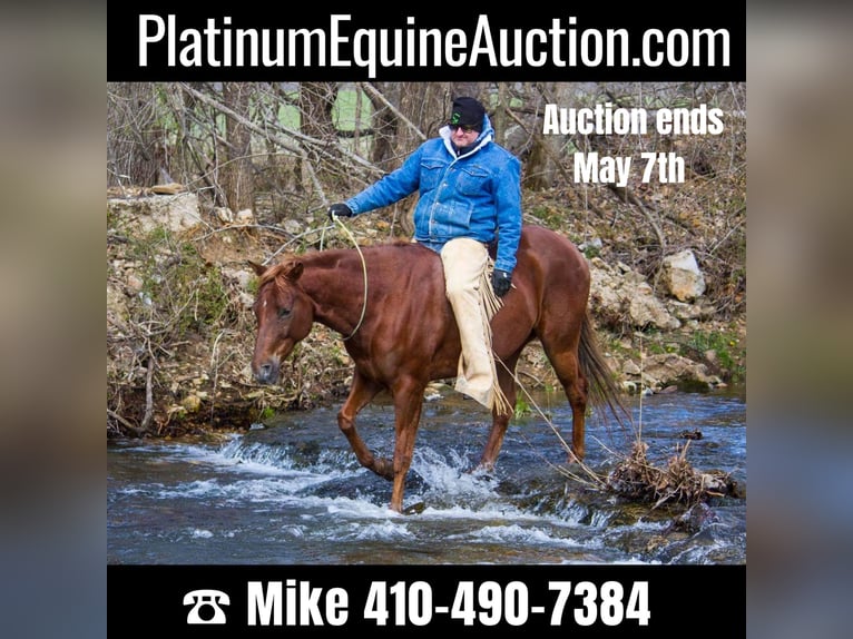 American Quarter Horse Wallach 11 Jahre 150 cm Dunkelfuchs in Mountain Grove MO