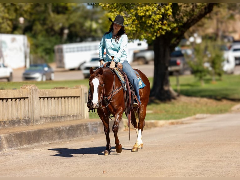 American Quarter Horse Wallach 11 Jahre 150 cm Dunkelfuchs in Rusk TX