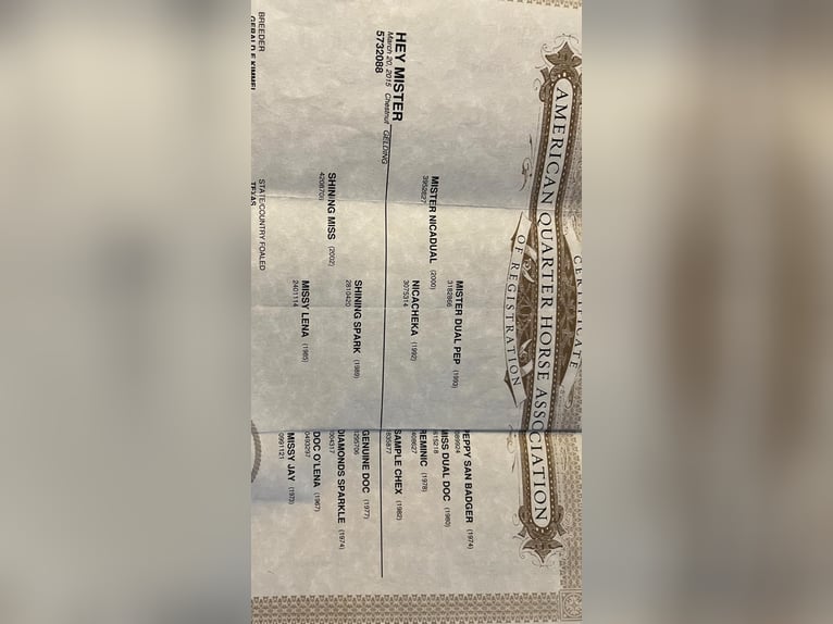 American Quarter Horse Wallach 11 Jahre 150 cm Dunkelfuchs in Rusk TX