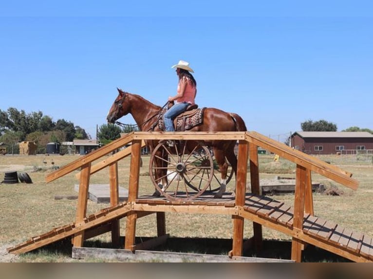 American Quarter Horse Wallach 11 Jahre 150 cm Dunkelfuchs in Turlock CA
