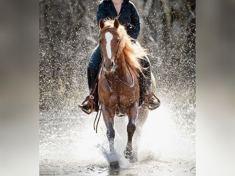 American Quarter Horse Wallach 11 Jahre 150 cm Fuchs in V&#xF6;cklabruck