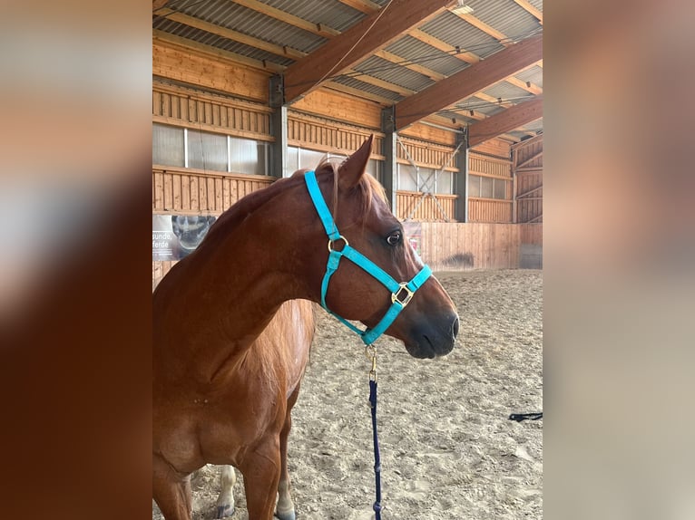 American Quarter Horse Wallach 11 Jahre 150 cm Fuchs in V&#xF6;cklabruck
