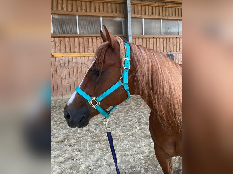 American Quarter Horse Wallach 11 Jahre 150 cm Fuchs in V&#xF6;cklabruck