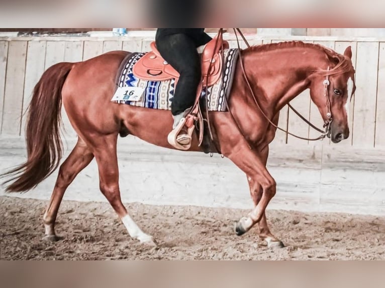 American Quarter Horse Wallach 11 Jahre 150 cm Fuchs in V&#xF6;cklabruck