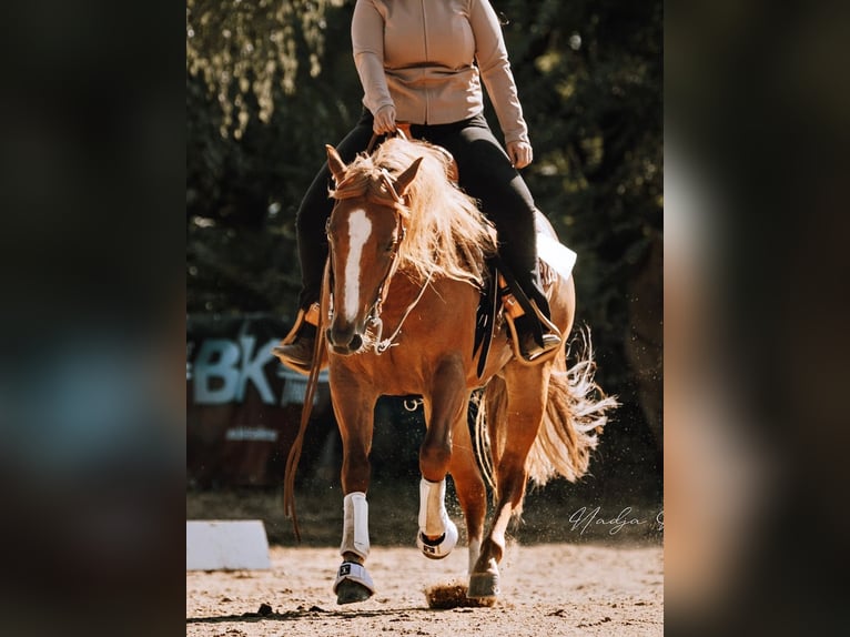 American Quarter Horse Wallach 11 Jahre 150 cm Fuchs in V&#xF6;cklabruck