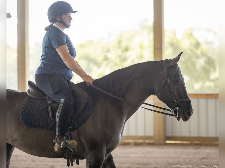 American Quarter Horse Wallach 11 Jahre 150 cm Grullo in Auburn
