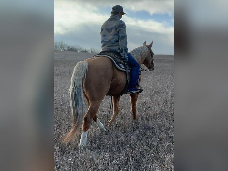American Quarter Horse Wallach 11 Jahre 150 cm Palomino in Valley Springs, SD