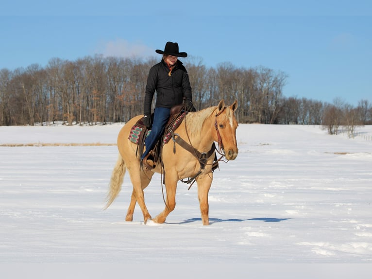 American Quarter Horse Wallach 11 Jahre 150 cm Palomino in Clarion