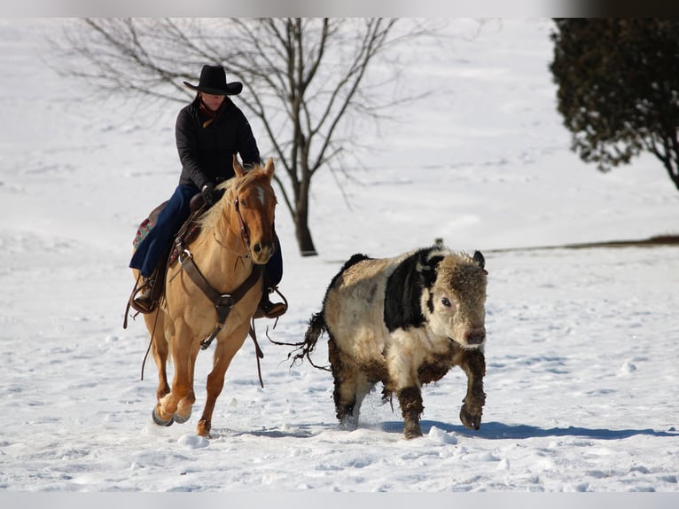 American Quarter Horse Wallach 11 Jahre 150 cm Palomino in Clarion