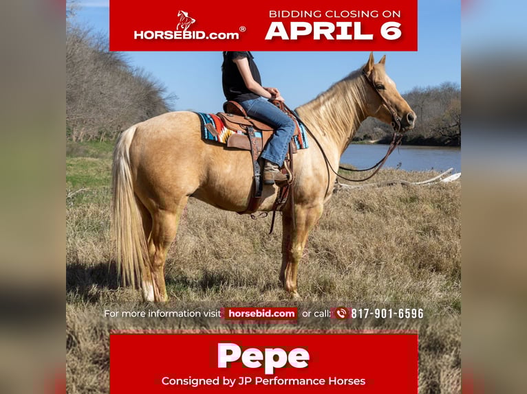 American Quarter Horse Wallach 11 Jahre 150 cm Palomino in Weatherford